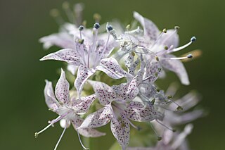 <i>Ipomopsis polyantha</i> species of plant