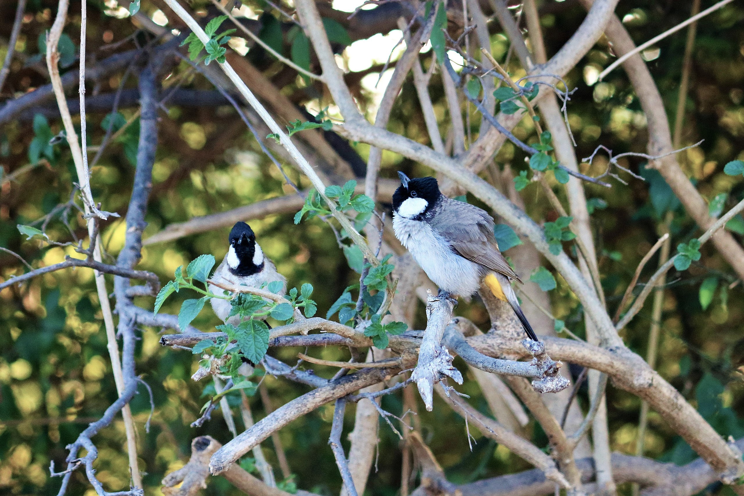 File:Pair of birds in Keoladeo Ghana National Park  - Wikimedia Commons
