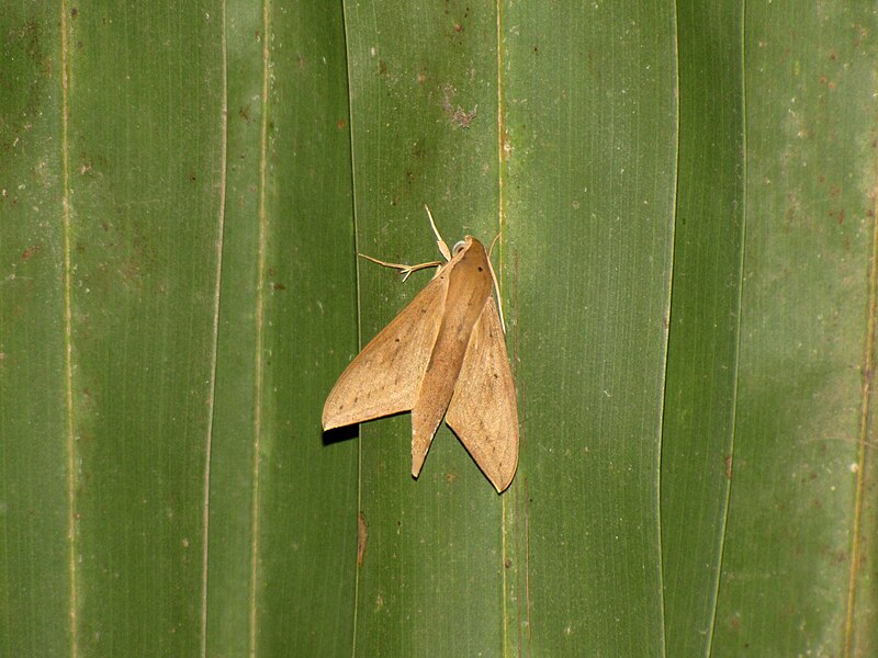 File:Pale Brown Hawk Moth,Theretra latreillii (MacLeay, 1826).jpg