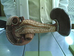 Pancreas model front.jpg