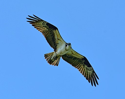 Pandion haliaetus Bouctouche NB