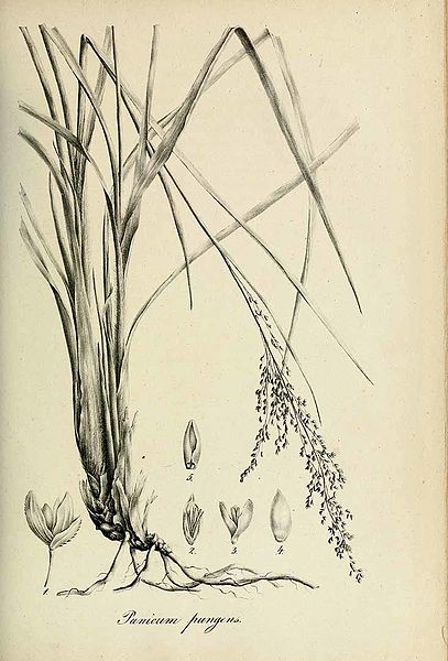 File:Panicum pungens - Species graminum - Volume 3.jpg