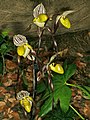 Paphiopedilum philippinense