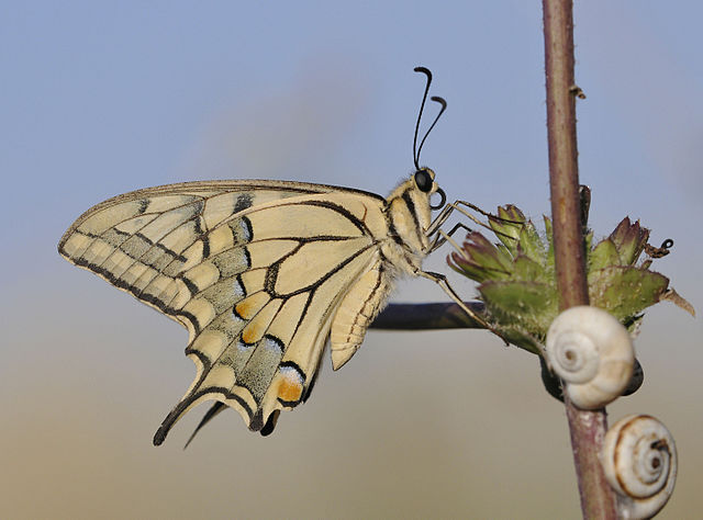 Motyl paź królowej