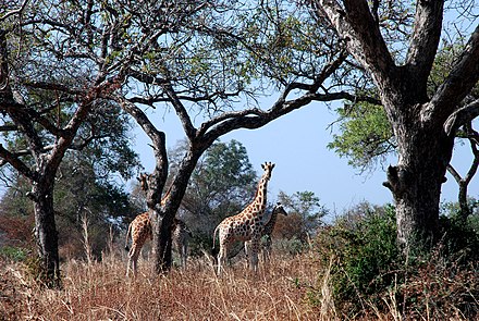 Giraffes in Waza National Park Parc Waza9.jpg