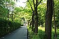 Honey locust alley in Copou Park