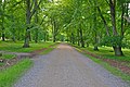 A path in Jægersborg Dyrehave in summer time