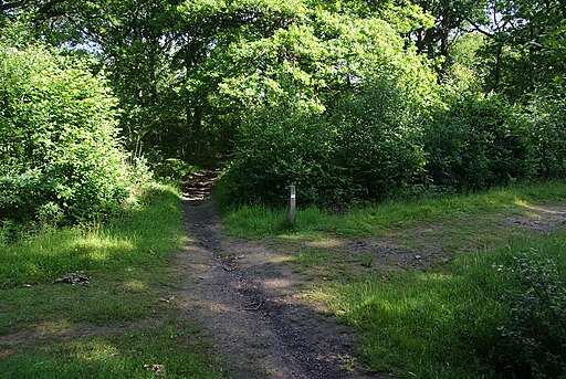 Paths crossing in Blean Woods - geograph.org.uk - 3037911