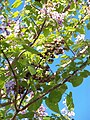 fruits de catalpa