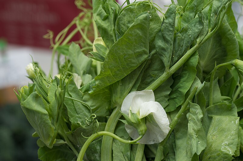 File:Pea shoots for sale at Jack London Square.jpg