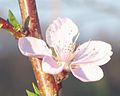 Peach blossom - Closeup.JPG