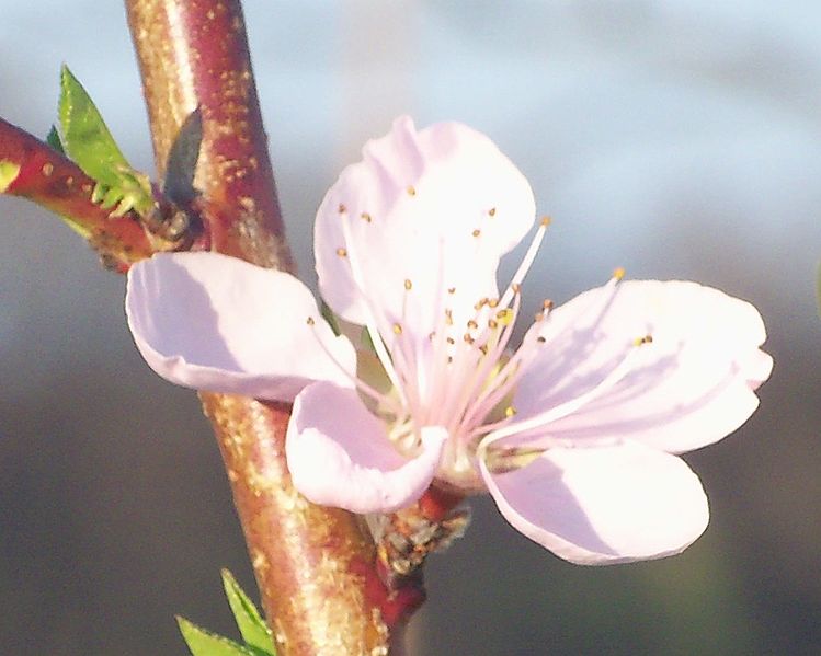 File:Peach blossom - Closeup.JPG