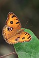 * Nomination Peacock pansy basking --Sathya K Selvam 12:29, 7 July 2018 (UTC) * Promotion A bit small for an 18Mpx camera ... do you happen to have a bigger version?--Peulle 12:58, 7 July 2018 (UTC)  Comment I do not have the bigger version in commons,since it was too distracting from the butterfly. I wanted to capture the butterfly but could not reach closer, so cropped in as i wanted. --Sathya K Selvam 15:18, 7 July 2018 (UTC) Support Explanation satisfactory: image cropped, not downsized.--Peulle 14:15, 8 July 2018 (UTC)