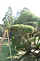 Topiary Garden by Pearl Fryar, Bishopville, South Carolina, U.S.