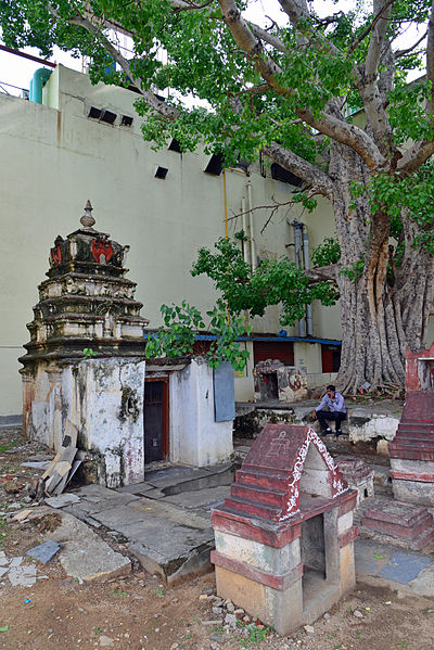 File:Peepal tree and shrine, Mysore.jpg