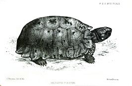 Indotestudo forstenii