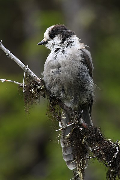 File:Perisoreus canadensis GJ.jpg