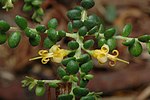 Thumbnail for Persoonia microphylla