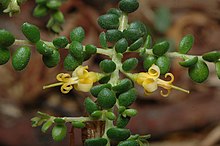 Persoonia microphylla.jpg