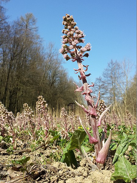 File:Petasites hybridus sl4.jpg