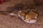 Thumbnail for Long-spine porcupinefish