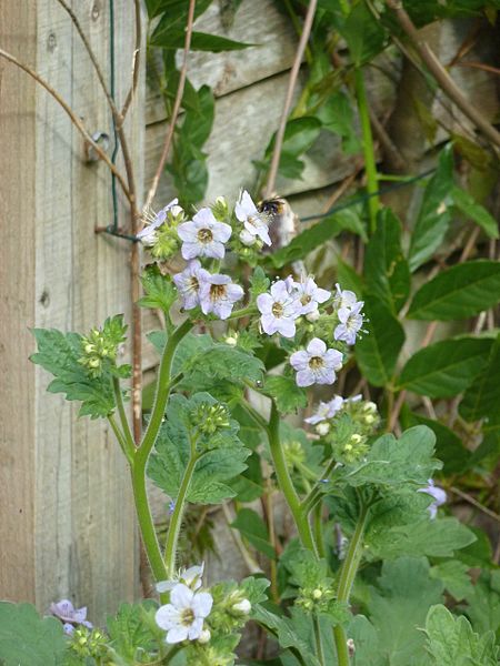 File:Phacelia bolanderi - Flickr - peganum.jpg