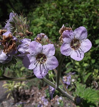 <i>Phacelia bolanderi</i> Species of plant