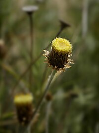 P. rupestre, klippeternell