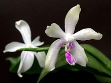 Phalaenopsis fimbriata Orchi 587.jpg