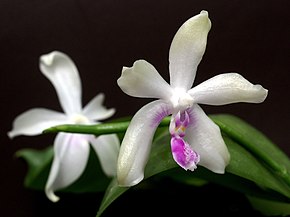 Bilde beskrivelse Phalaenopsis fimbriata Orchi 587.jpg.