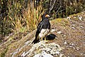 * Nomination: Phalcoboenus megalopterus near Punta Union, Huascaran National Park, Peru --Felino Volador 22:52, 19 February 2024 (UTC) * * Review needed