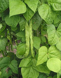 Phaseolus vulgaris.jpg