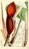 Philodendron erubescens Bot. Mag. 84. 5071. 1858.jpg