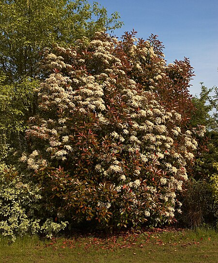 Photinia fraseri A.jpg