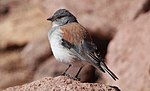 Phrygilus dorsalis Red-backed Sierra Finch (cropped).JPG