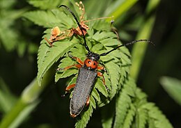 Phytoecia nigripes