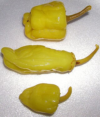 <span class="mw-page-title-main">Friggitello</span> Italian sweet pepper