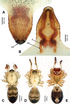 Description de l'image Pimoa lata (10.3897-zookeys.855.33501) Figure 4.jpg.