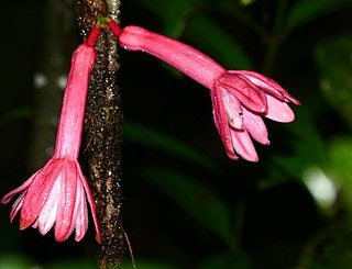 <i>Passiflora amoena</i> Species of vine