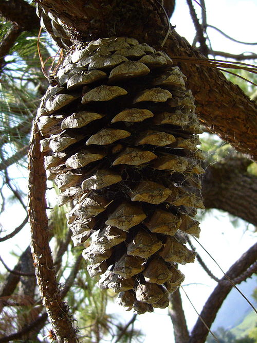 Как называется шишка. Сосна мичоаканская Pinus devoniana. Сосна Монтесумы шишки. Сосна Монтесумы шишка. Шишки хвойных.