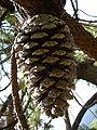 Cone at Hackfalls Arboretum, New Zealand; December 2007