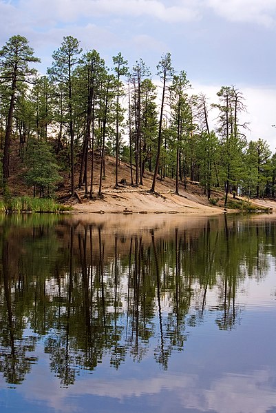 File:Pinus engelmannii forest.jpg