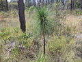 Pinus palustris