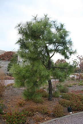 Beskrivelse av bildet Pinus serotina USBG.jpg.