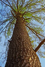 Old tree, Appalachian Park, Pennsylvania, USA