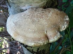 Piptoporus betulinus G2.jpg