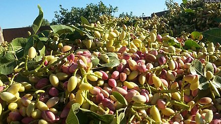 Freshly harvested pistachios, Gaziantep