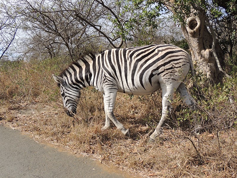 File:Plains zebra is one of the most attractive wild herbivores of Africa AJTJ.jpg