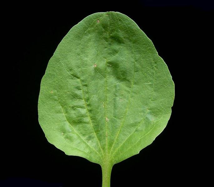 صورة:Plantago major ies.jpg