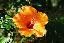 Hibiscus Wiktionary